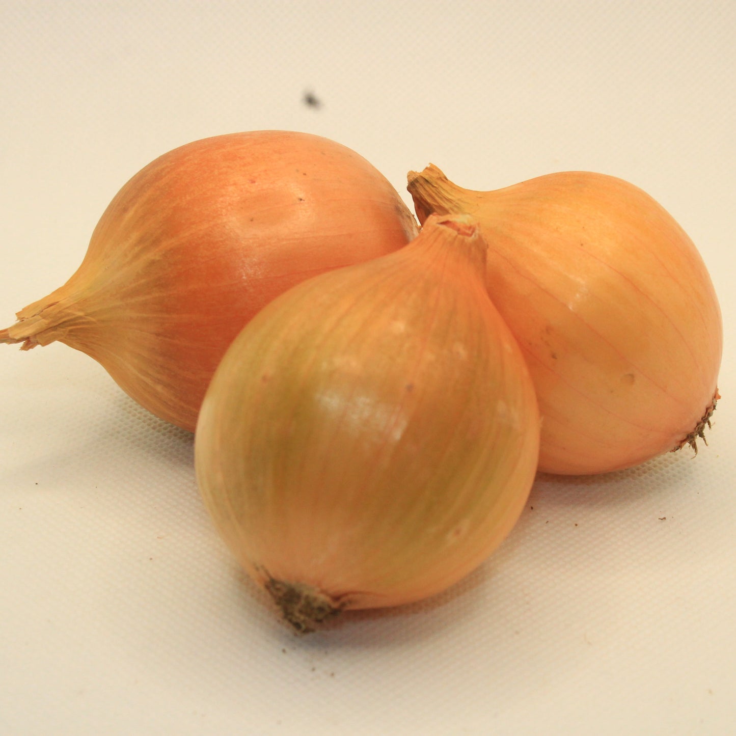 Oignons jaunes moyens