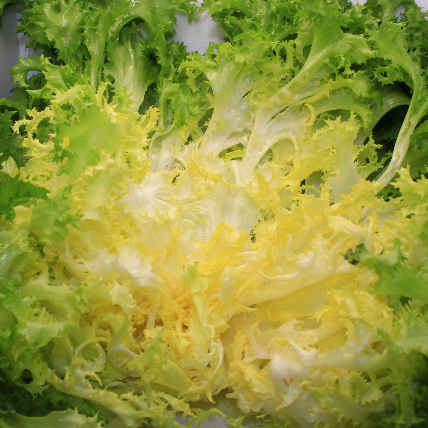 Salade Frisée