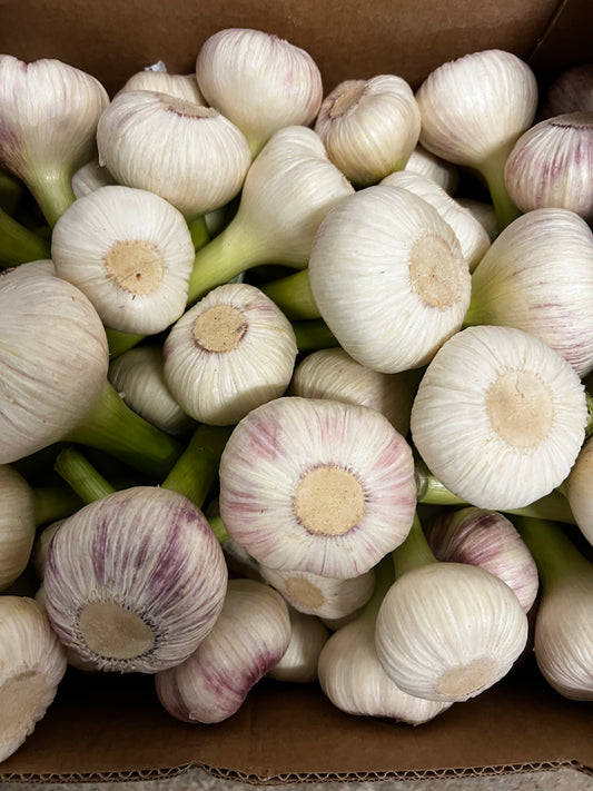 Ail Frais violet