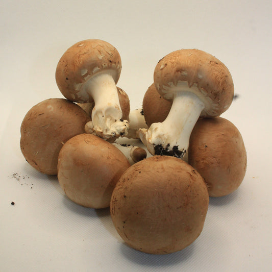 Champignons bruns